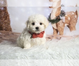 Maltese Puppy for sale in WARSAW, IN, USA