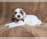 Small #3 Poodle (Miniature)