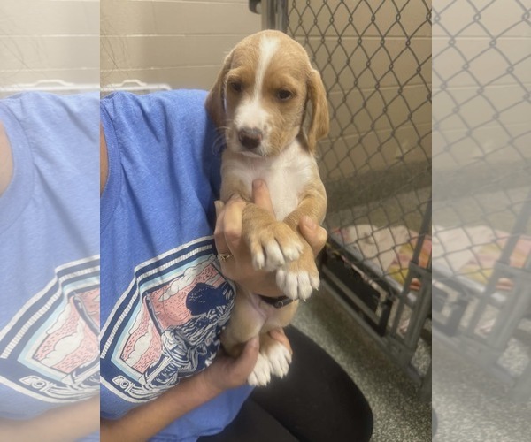 Medium Photo #1 Labradoodle Puppy For Sale in SHERBURNE, NY, USA