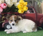 Small #2 Papillon