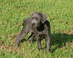 Cane Corso Puppy for sale in CUBA, IL, USA