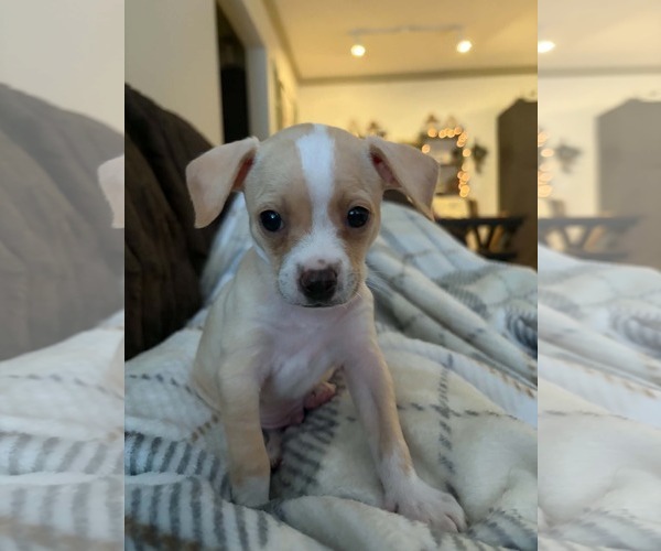 Medium Photo #3 Cheagle Puppy For Sale in Holly Springs, NC, USA