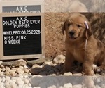 Small #3 Golden Retriever
