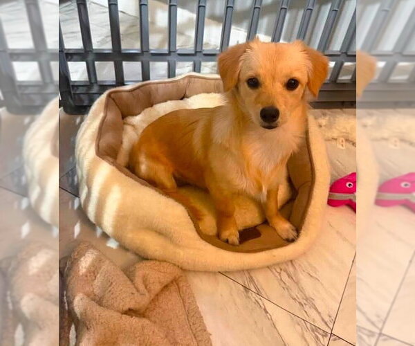 Medium Photo #2 Chihuahua-Unknown Mix Puppy For Sale in New York, NY, USA