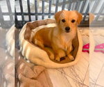 Small #1 Chihuahua Mix