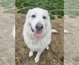 Medium Great Pyrenees Mix