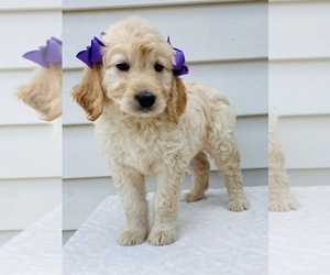 Goldendoodle-Poodle (Standard) Mix Puppy for sale in ORLANDO, FL, USA