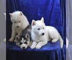 Small Photo #2 Siberian Husky Puppy For Sale in BIRD IN HAND, PA, USA