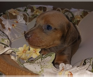 Dachshund Puppy for sale in WICKENBURG, AZ, USA