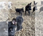 Small Photo #7 German Shepherd Dog Puppy For Sale in STAFFORD, VA, USA