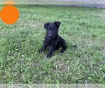Small Photo #6 German Shepherd Dog Puppy For Sale in BOLIVAR, MO, USA