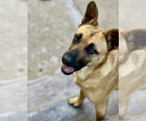 Missy - Female Mutt Dog for Adoption - Photo #4