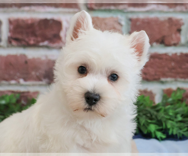 Medium Photo #5 West Highland White Terrier Puppy For Sale in SYRACUSE, IN, USA