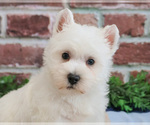 Small #4 West Highland White Terrier