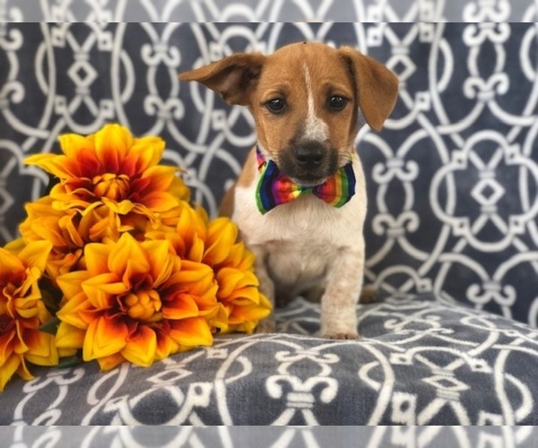 View Ad: Australian Cattle Dog-Jack Russell Terrier Mix Puppy for Sale ...