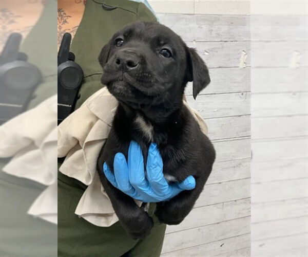 Medium Photo #2 Mutt Puppy For Sale in San Bernardino, CA, USA