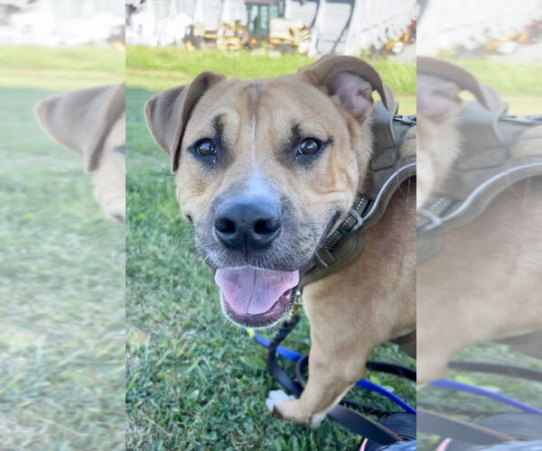 Medium Photo #16 American Staffordshire Terrier-Labrador Retriever Mix Puppy For Sale in Brewster, NY, USA