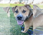 Small #15 American Staffordshire Terrier-Labrador Retriever Mix