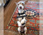 Small #3 Rat Terrier