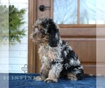 Small #2 Cavapoo (Miniature)