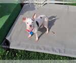 Small #1 Chihuahua