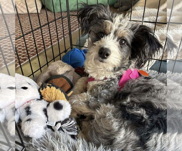 Medium Photo #2 Mutt Puppy For Sale in Spring Lake, NC, USA