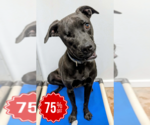 Small #17 Boston Terrier Mix