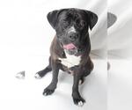 Small #3 American Pit Bull Terrier Mix