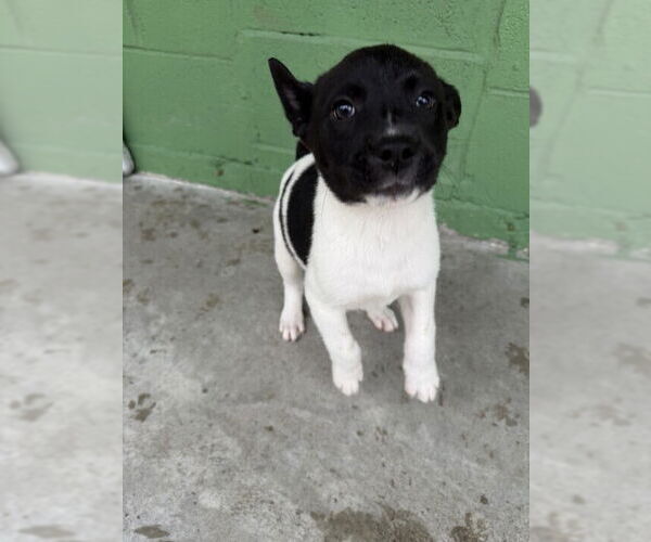Medium Photo #1 Catahoula Leopard Dog-Unknown Mix Puppy For Sale in Elmsford, NY, USA