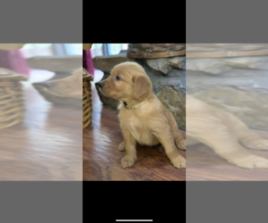 Golden Retriever Puppy for Sale in FISHERS, Indiana USA
