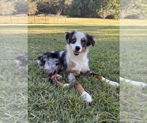 Miniature Australian Shepherd Puppy for sale in TAYLORSVILLE, MS, USA