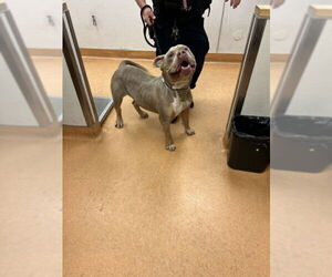 Mutt Dogs for adoption in Martinez, CA, USA