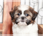 Small #1 Shih-Poo