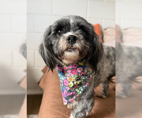 Medium Photo #3 Shih Tzu Puppy For Sale in San Leon, TX, USA