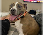 Small #1 American Pit Bull Terrier Mix