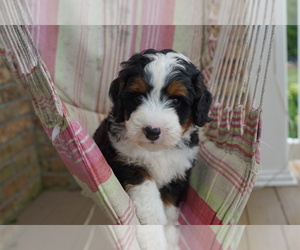 Miniature Bernedoodle Puppy for sale in DUNDEE, OH, USA