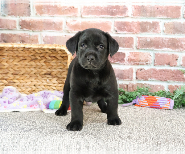 Medium Photo #21 Labrador Retriever Puppy For Sale in SYRACUSE, IN, USA