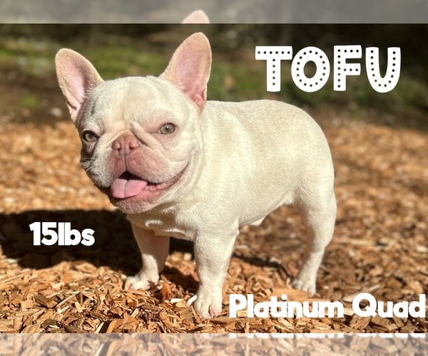 Medium Photo #1 French Bulldog Puppy For Sale in UNIVERSITY PLACE, WA, USA