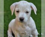 Small #1 Chihuahua Mix