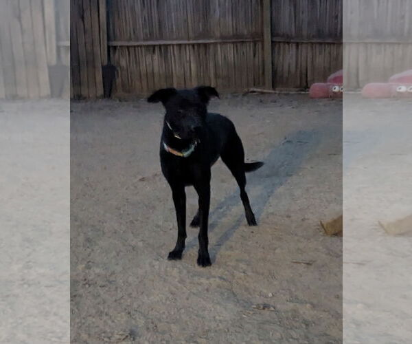 Medium Photo #8 Retriever -Unknown Mix Puppy For Sale in Munford, TN, USA