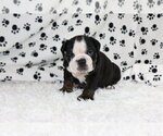 Small Photo #1 English Bulldog Puppy For Sale in COCO RIVER, FL, USA