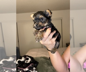 Yorkshire Terrier Puppy for sale in SAN BERNARDINO, CA, USA