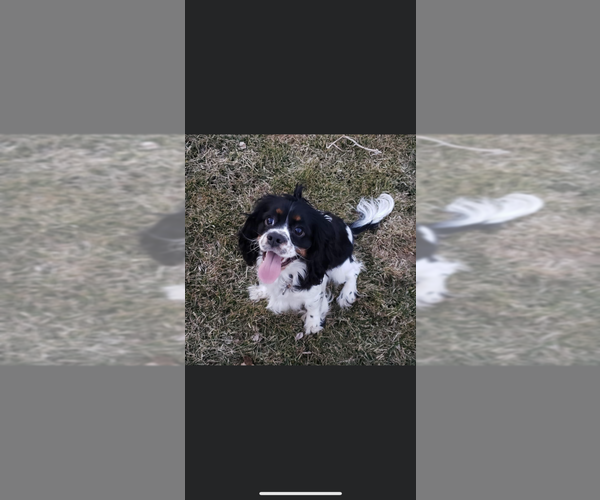 Medium Photo #1 Cock-A-Poo Puppy For Sale in MORRIS, MN, USA