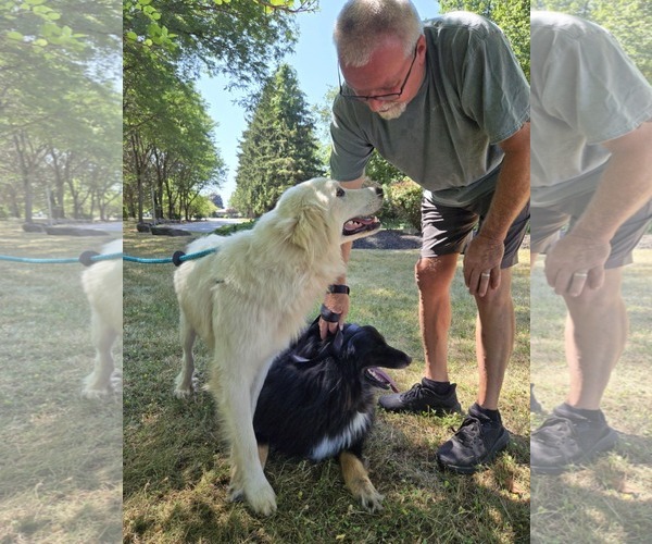 Medium Photo #4 Great Pyrenees-Unknown Mix Puppy For Sale in Rochester, NY, USA