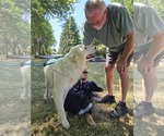 Small #3 Great Pyrenees Mix