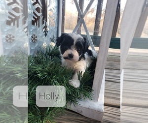 Havachon Puppy for sale in COTTAGE GROVE, TN, USA