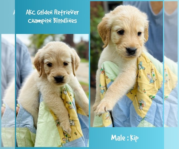 Medium Photo #8 Golden Retriever Puppy For Sale in SUGAR LAND, TX, USA