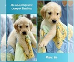 Small #7 Golden Retriever