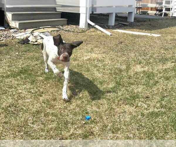 Medium Photo #2 German Wirehaired Pointer Puppy For Sale in Plymouth, MN, USA