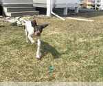 Small #1 German Wirehaired Pointer